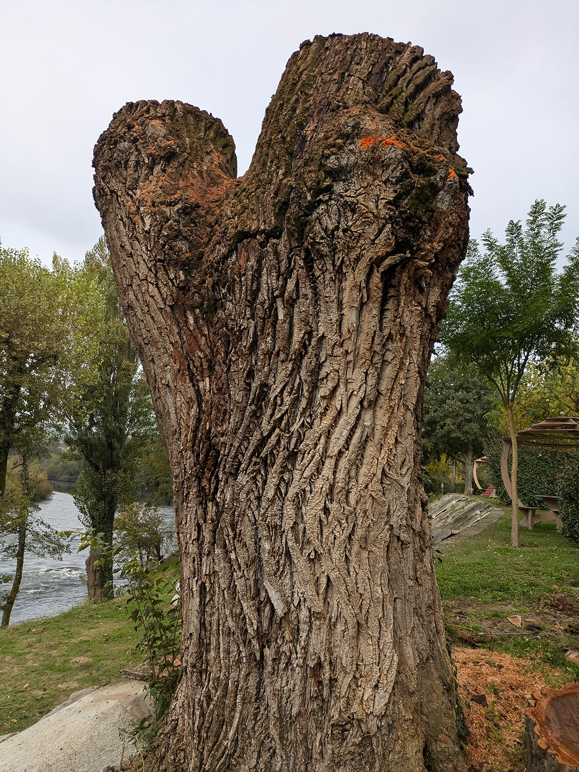 Arbre avant transformation en sculpture par Anouk Sakura